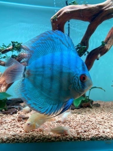 ブルーコバルト　ディスカス　13cm