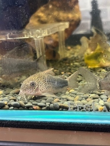 コリドラスほか熱帯魚