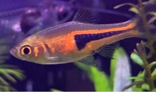 コリドラスほか熱帯魚