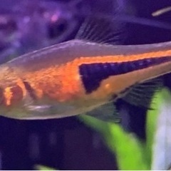 コリドラスほか熱帯魚の画像