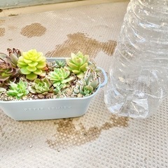 ★多肉寄せ植え★の画像