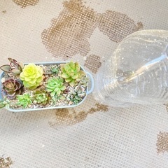 ★多肉寄せ植え★の画像