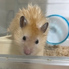 ゴールデンハムスター【長毛種】里親さん候補決定！！