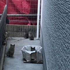 地域猫(子猫)の里親さん募集❣️
