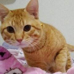 茶トラ 元気な男の子