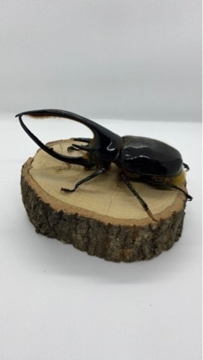 ネプチューンオオカブトペア