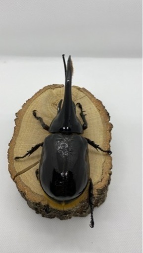 ネプチューンオオカブトペア