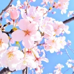 お花見しませんか❓2025年4月5日