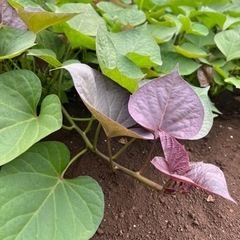 さつまいも　苗1本¥20〜の画像