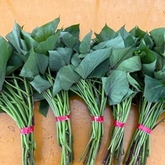 さつまいも　苗1本¥20〜の画像