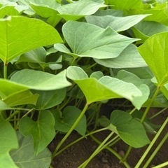 さつまいも　苗1本¥20〜の画像