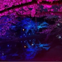 神風ZERO夜桜ツーリング
