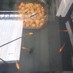 🔊追加販売　🐟紅薊ヒカリ体型🐟の画像