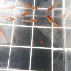 🔊追加販売　🐟紅薊ヒカリ体型🐟の画像