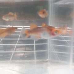 🔊追加販売　🐟紅薊ヒカリ体型🐟の画像