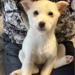 🐶3ヶ月の女の子の家族さん🏠募集‼️