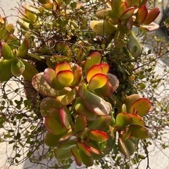 カネノナルキ＆ワイヤープランツの画像