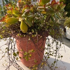 カネノナルキ＆ワイヤープランツ