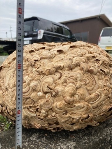 蜂の巣