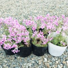 芝桜、どんどん大きくなります。の画像