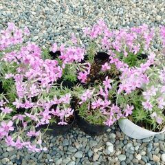 芝桜、どんどん大きくなります。の画像