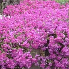 芝桜、どんどん大きくなります。の画像
