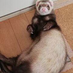 フェレット　3歳2ヶ月　里親さんを募集です