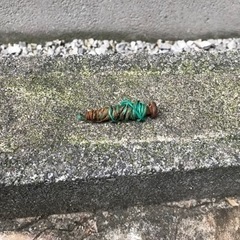 ラスカル　バギーボードミニの画像