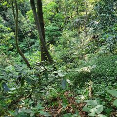 （個人売買）駅1分の好立地の広い土地。1453坪(4803㎡) - 不動産