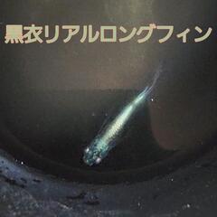 決まりました！黒衣リアルロングフィン　稚魚5匹