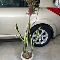 植木 植物 苗  土、植木鉢付き 複数あり プランター 庭 自宅用 花壇 土 肥料の画像