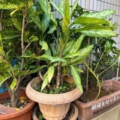 植木 植物 苗  土、植木鉢付き 複数あり プランター 庭 自宅用 花壇 土 肥料の画像