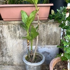 植木 植物 苗  土、植木鉢付き 複数あり プランター 庭 自宅用 花壇 土 肥料の画像