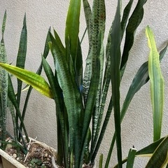 サンスベリア　トランジュ　トラノオ　植木 植物 苗  土、植木鉢付き 複数あり プランター 庭 自宅用 花壇 土 肥料の画像