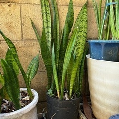 サンスベリア　トランジュ　トラノオ　植木 植物 苗  土、植木鉢付き 複数あり プランター 庭 自宅用 花壇 土 肥料の画像
