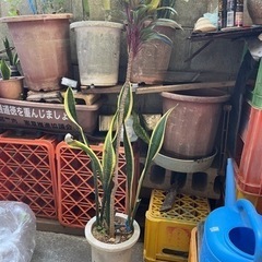 サンスベリア　トランジュ　トラノオ　植木 植物 苗  土、植木鉢付き 複数あり プランター 庭 自宅用 花壇 土 肥料の画像