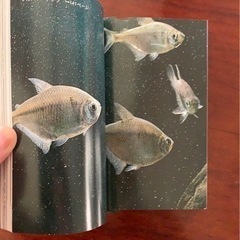 平凡社　カラー熱帯魚淡水魚百科の画像