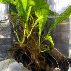 水草「ミクロソリウム プテロプス」をお譲りします。の画像
