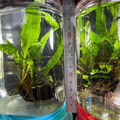 水草「ミクロソリウム プテロプス」をお譲りします。の画像