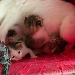 代理投稿　大阪狭山市　里親猫　募集