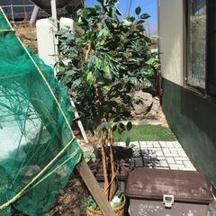 【取引完了しました】大きなフェイクグリーン