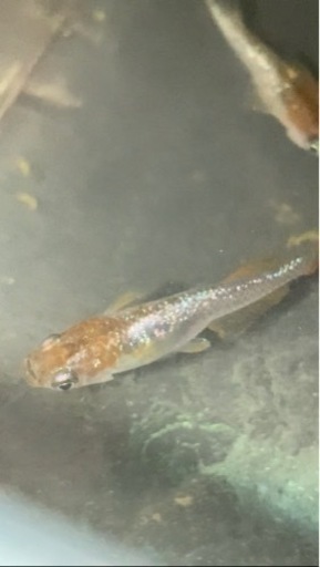 【改良メダカ】令和サファイア　ヒカリ