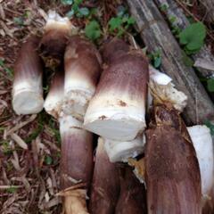 訳アリ　傷あり　たけのこ 5本の画像