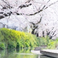明日お花見モルックどうでしょう♫