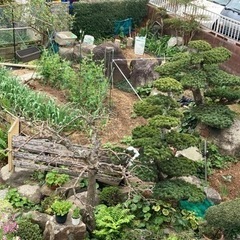 庭石の画像