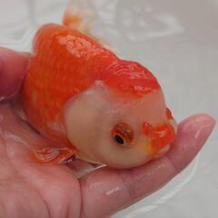 完売🙇大特価出品🉐加藤産 更紗らんちゅう🐟　大サイズ約１２センチ...