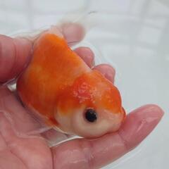 完売🙇国産　桜東錦🐟　カワイイ個体す😍約１２センチ前後 大き目サ...