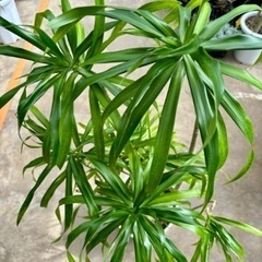 ドラセナ レフレクサ陶器植え (仮止中)