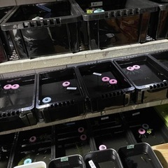 NV13  メダカ飼育容器　※残りわずかの画像