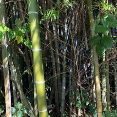 竹 竹林 伐採 の画像